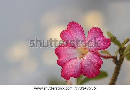 Impala Lily flower