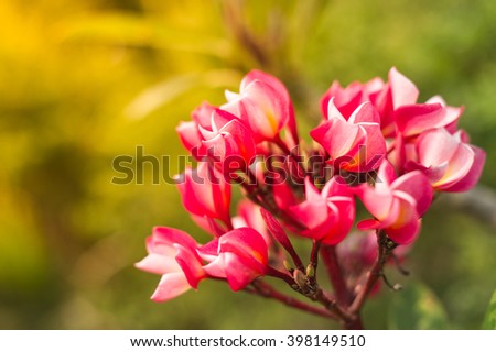 Pink plumeria frangipani flowers with blurry green leaves background, Close up, use for background. 