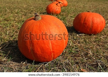 Orange pumpkins on the grass