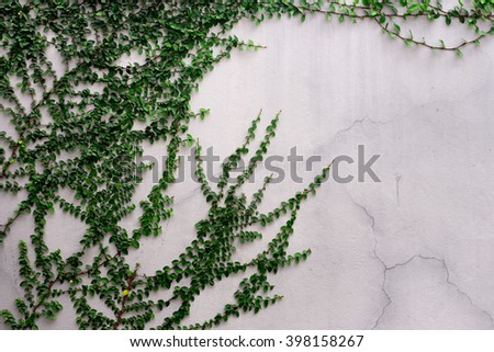 Frame leaf on a white wall