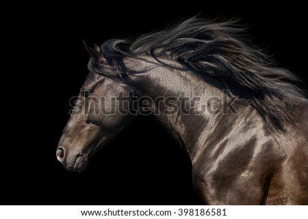 Black stallion in motion portrait isolated on black background