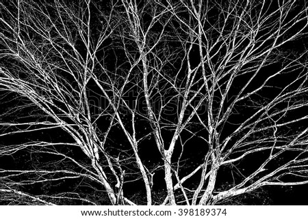 tree branch black & white