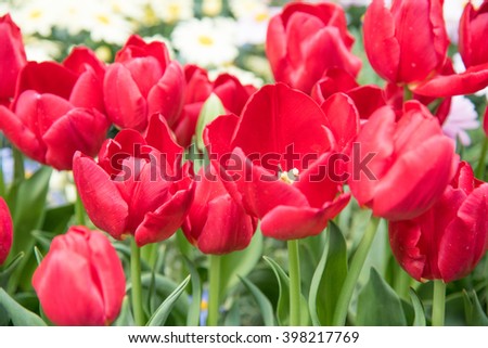 Fresh red tulips