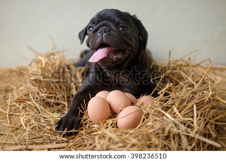 Funny picture , Pug dog give birth eggs on dry grass.(Pug dog laying with eggs on dry grass)