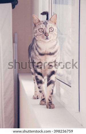 Bengal cat sitting on the window-sill during the rain