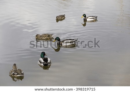 Wild ducks and drakes pairs of swimming in the lake.