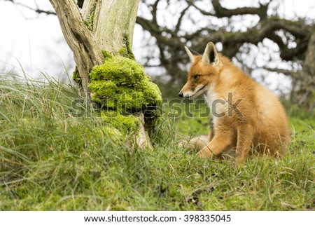Beautiful Red Fox Vixen Sitting on the Green Grass Next to a Tree with Moss