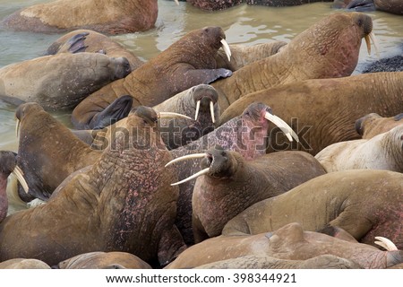 Huge Atlantic walrus (Odobenus rosmarus rosmarus) asleep on each other among beach. Hear roars of beasts