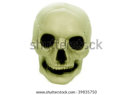 skull human skeleton