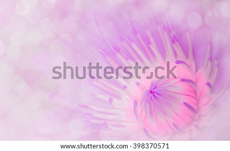 Close up abstract style lotus flower Sweet tone. The background design concept sweet soft pink. Bokeh.pastel