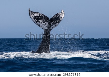 A Humpback whale (Megaptera novaeangliae) raises its powerful tail over the Atlantic Ocean. Many Atlantic Humpbacks feed in the nutrient-rich waters off New England and Newfoundland.  Royalty-Free Stock Photo #398371819