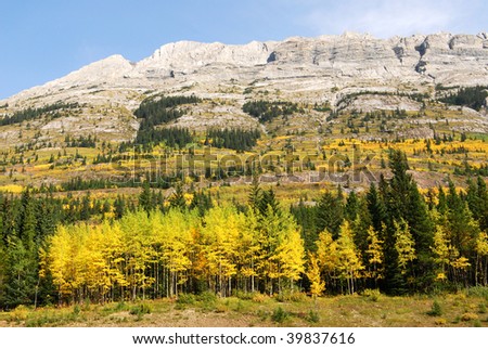 Autumnal view of rocky mountain slope with fir and larch forests, kananaskis country, alberta, canada