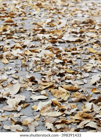 large brown dried falling leaves on the ground in a car park
