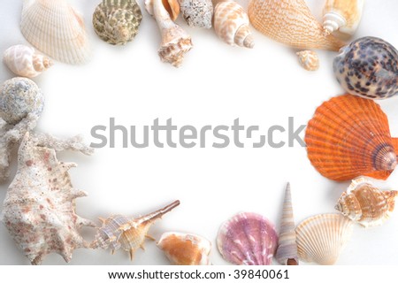 frame made of many sea shells