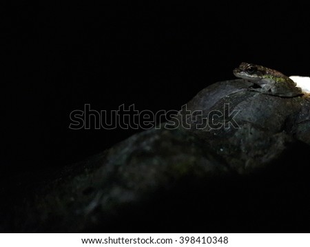little frog in dark background