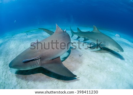 Lemon sharks close to the sand in clear blue water