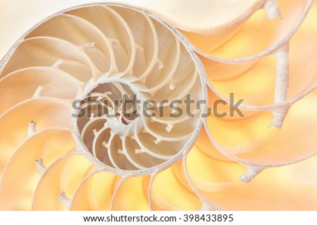 Nautilus shell section, perfect Fibonacci pattern background Royalty-Free Stock Photo #398433895