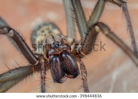 Giant house spider Royalty-Free Stock Photo #398444836