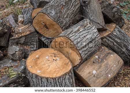 Pile of wood logs on the edge of the forest - retro and vintage style