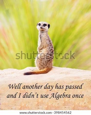 A picture of a meerkat saying another day has passed without needing to use algebra; a concept for something being useless or not recognising that something is important even if you don't use it often