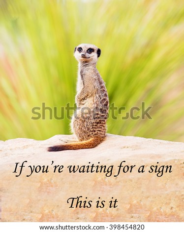 A concept picture of a meerkat warning you not to wait for things but to go ahead and get started