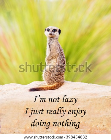 A concept picture of a meerkat suggesting that he's not lazy, he just enjoys doing nothing!