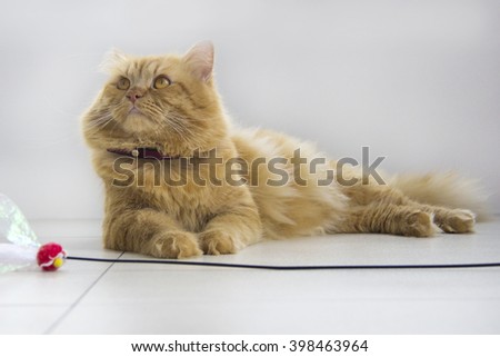 Cute brown cat pet sitting, adorable kitten looking at camera. furry mammal isolated on white background, long shot full body cat