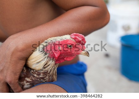 cleaning thai fighting cock By Massage
