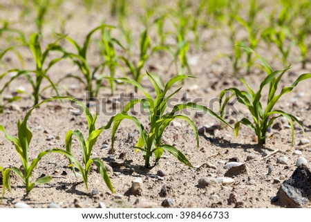   agricultural field on which to grow crops - corn. Spring. close-up
