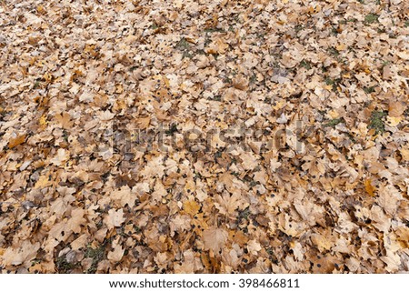   a park in the autumn, during cloudy weather, late autumn, a small depth of field