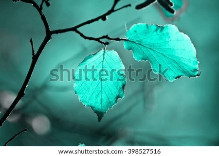 leaves in various colors, dreamy looks.