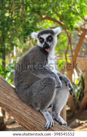 Funny lemur is showing a tongue