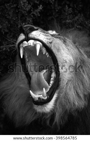 A big male lion showing his teeth in this photo taken on safari in Africa.