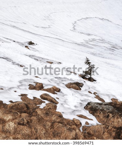 lone fir-tree in melting snow
