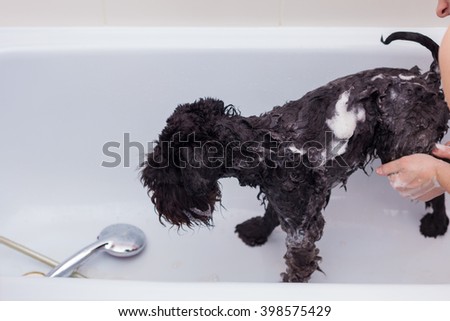 Small black dog having a bath in a bathroom