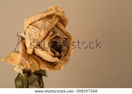 Wilted flower or rose on stem with leaves, framed to the left on a beige background.