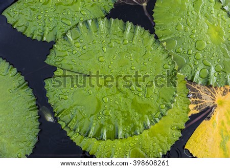 Lotus leaf, which lay on the water of the lagoon, covered with drops of water after rain - Bali, Indonesia