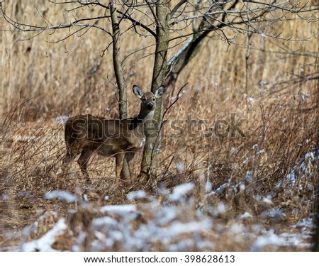 The white-tailed deer, also known as the whitetail, is a medium-sized deer native to the United States, Canada, Mexico, Central America, and South America as far south as Peru and Bolivia.