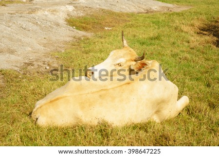 Cow at countryside, beautiful sky in the background:Close up,select focus with shallow depth of field