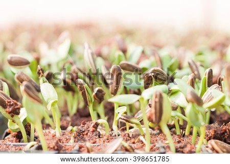 Sunflower seeds sprout in organic farm, stock photo