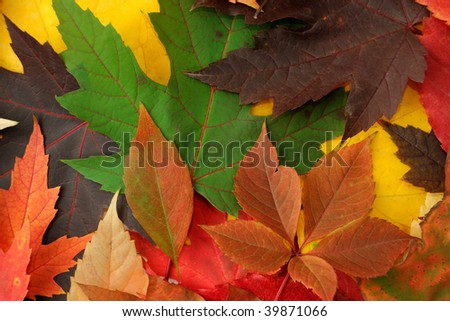 Background of the variety of colorful autumn leaves