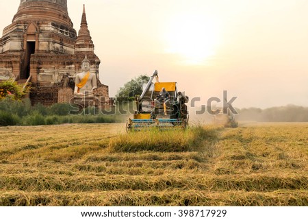 Unidentified man with Harvester machine to harvest rice field and big buddha in background in Thailand