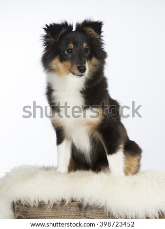 A cute Shetland sheepdog puppy. Image taken in a studio. The puppy is around 4 months old.