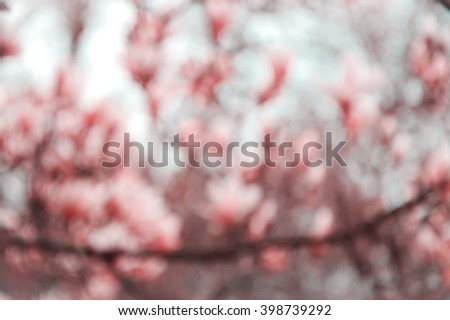 Blurred photo of Magnolia trees in blossom.