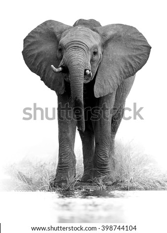 Artistic, black and white vertical photo of African bush elephant, Loxodonta africana, big tusker from front view drinking water, isolated on white background with a touch of environment. Kruger, SA.