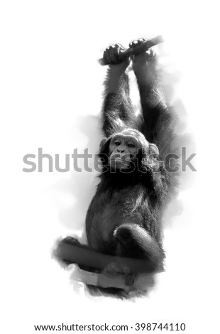 Artistic, black and white vertical photo of  young Chimpanzee, Pan troglodytes,hanging from the branch and staring directly at camera, isolated on white background with a touch of environment. Uganda.