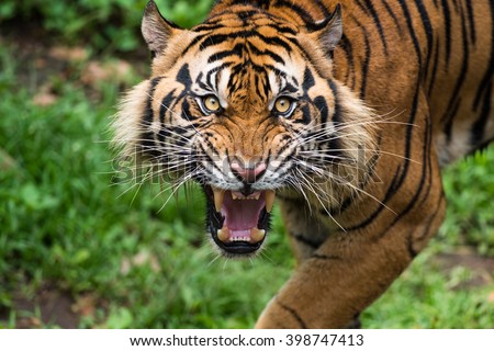 Ferocious Sumatran Tigers Royalty-Free Stock Photo #398747413