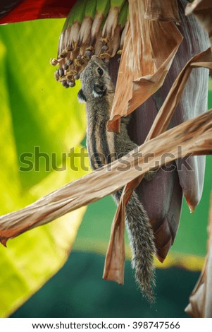 Squirrel,squirrel on a banana tree, nature, animal.
