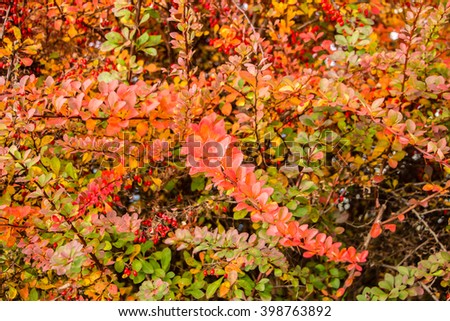 Fruits and leaves of the ornamental japanese barberry (Berberis thunbergii). Bright red and green barberry shallow leaves filled picture. Colorful Barberry bush in autumn. Multicolor autumn background