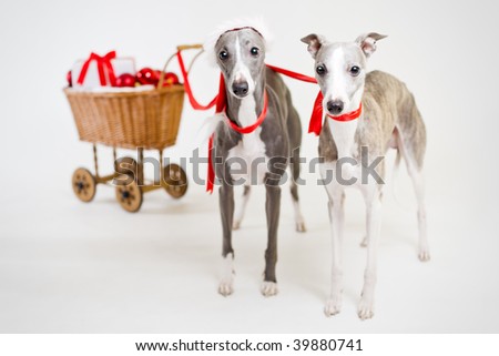 santa whippets with christmas cart